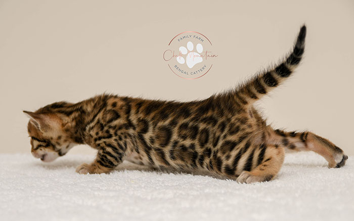 Bengal kitten for sale